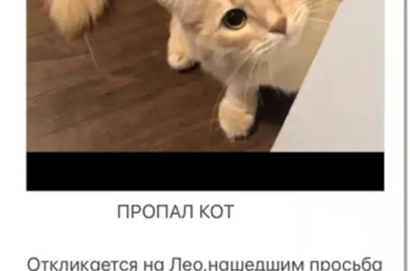 Пропала кошка Леон на Манежной улице, Москва