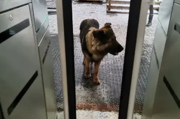 Потерянная собака на ж/д платформе Расторгуево, Московская область