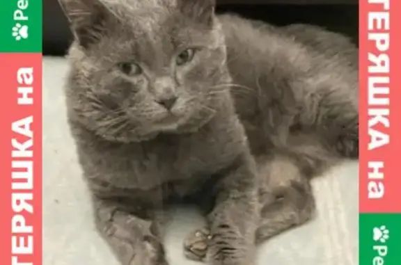 Найден кот с разорванным ухом на Звенигородском шоссе