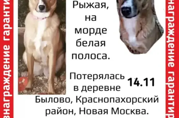 Пропала рыжая собака в Былово (Новая Москва) 14.11.21
