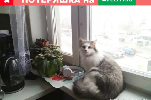 Пропала кошка на Боровском шоссе, Москва