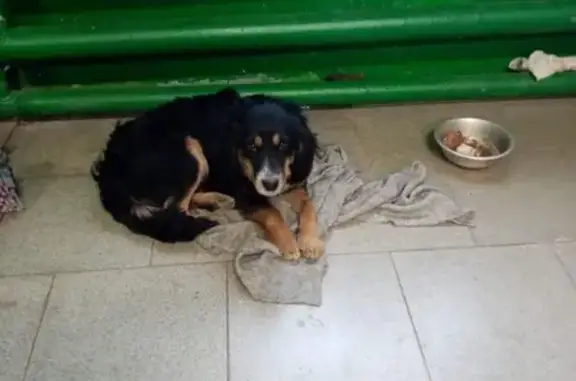 Найдена собака на Краснозаводской улице, Липецк