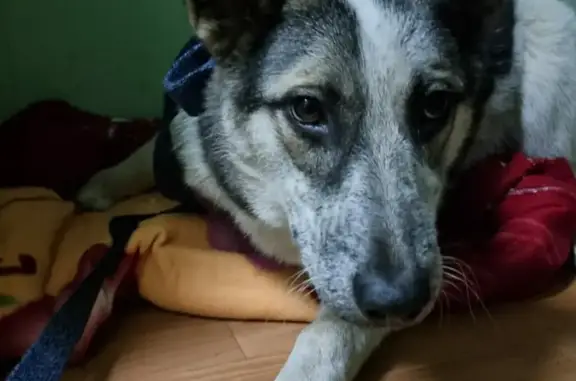Найден пес на улице Опалиха, Красногорск