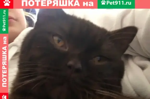 Пропала кошка Стёпа на Советской улице, Серпухов