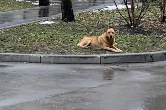 Пропала собака на Ферганской, Москва