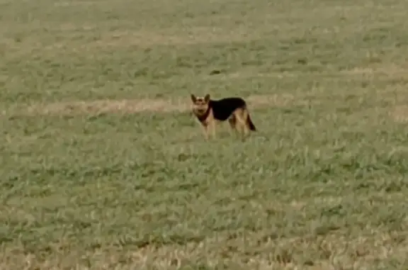 Собака движется к Введенскому с ошейником (46Н-01541)