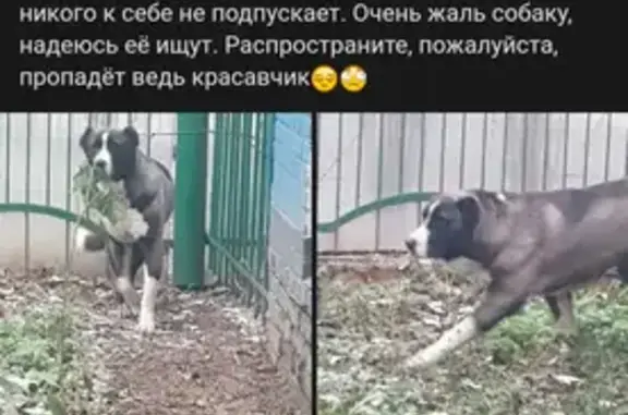 Найдена собака в Москве м. Шелепина, порода Алабай