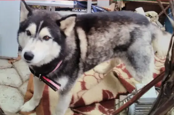 Найдена собака Хаски в СНТ Электрон, Волгоградская область