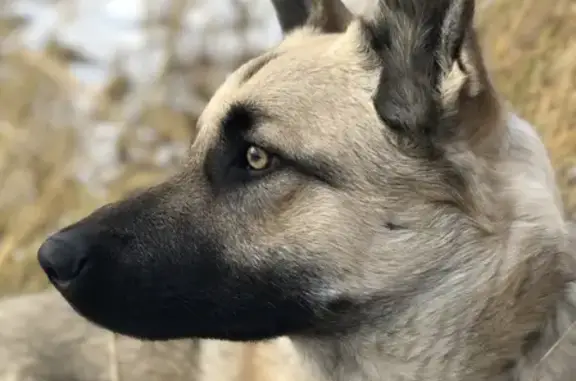 Собака найдена на Можайском шоссе, Одинцово.