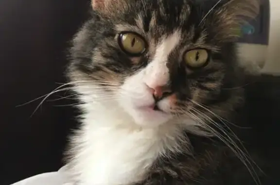 Кошки потеряшки, Москва, фото: Потеряшка кошка Зевс, ул. Расплетина 1, Москва.