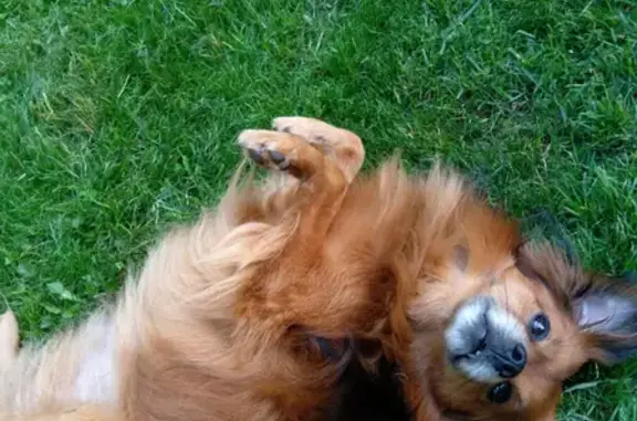 Собаки потеряшки, Москва, фото: Потеряшка кобель Торик в Новогиреево