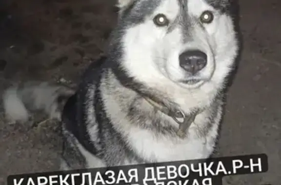 Найдена умная собака на Волочаевском переулке, 34, Воронеж.