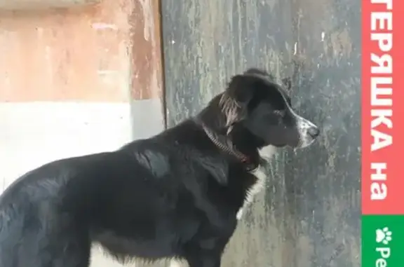 Собака с ошейником найдена на Ленина, ЧТЗ, Челябинск