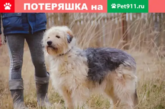 Найден пёс в Одинцовском районе