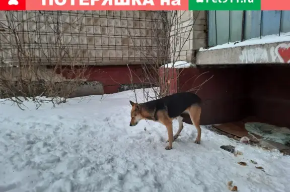 Собака найдена на Вокзальной 41 в Томске