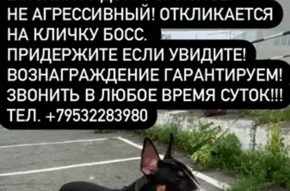 Пропала собака в Ясном, Артём, вознаграждение за находку!