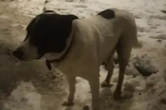 Найдена собака на улице А. Люкина, Н. Новгород