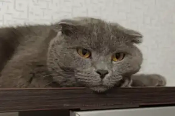 Кошки потеряшки, Санкт-Петербург, фото: Потеряшка кот на улице Солдата Корзуна 50, СПб