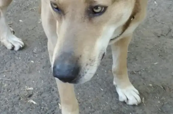 Пропала собака Кай возле метро Тушинская