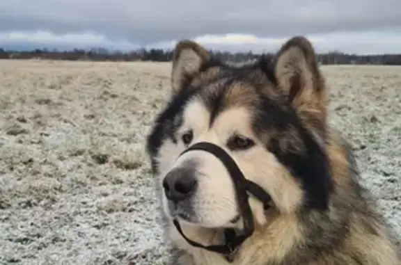 Пропала собака Торвальд в Белоострове