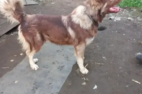 Собаки потеряшки, Москва, фото: Потеряшка собака в парке Покровское Стрешнево, 5-й Войковский проезд, Москва