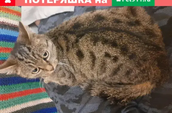 Найдена кошка на Тверской, 20 в Томске