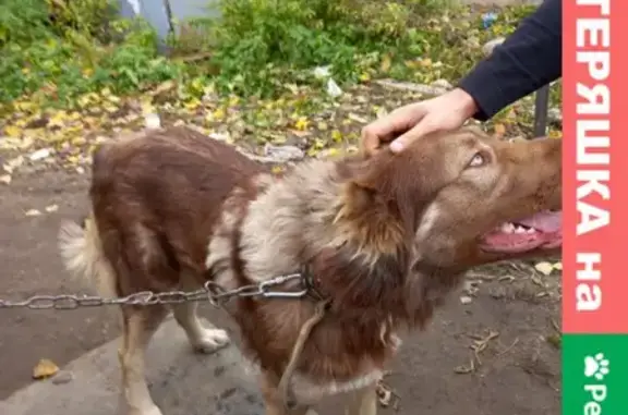 Пропала собака Борюша на Манежной улице, Москва