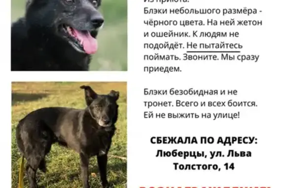 Пропала собака на Октябрьском проспекте, Люберцы