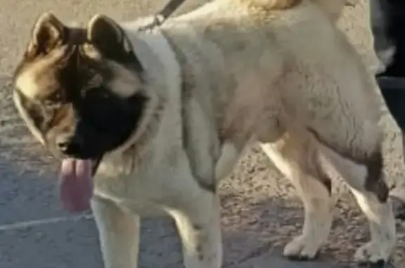 Потерянные животные Оренбург, фото: Пропала собака на 13-й Садовой улице в Нежинском сельсовете