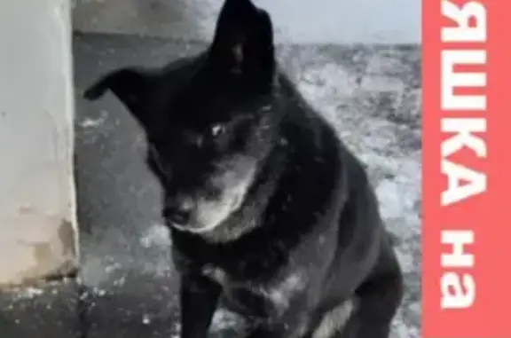 Найдена собака на улице Чкалова