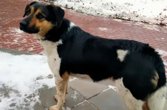 Найдена породистая собака на ул. Нахимова, 26 в Н.Новгороде