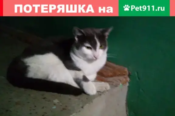 Найден молодой кот на Троицкой площади