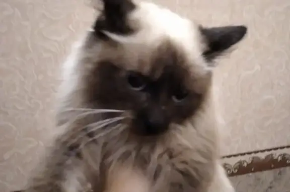 Молодая сиамская кошка найдена в Омске