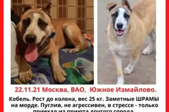 Пропала собака на улице Челябинская, Москва