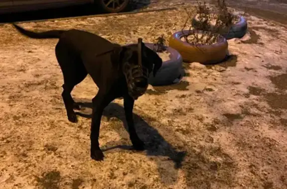 Собака найдена на ул. Руставели 4 Б, Челябинск