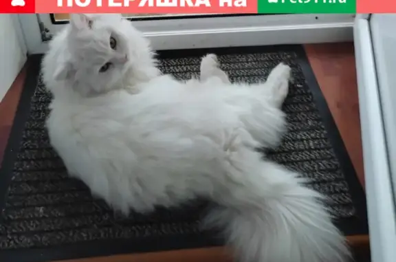 Пропала кошка на Комсомольской, Абдулино