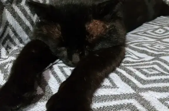 Пропала черная кошка на ул. Старо-Трактовая, 36