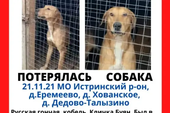 Пропала собака Буян на Манежной улице, Москва