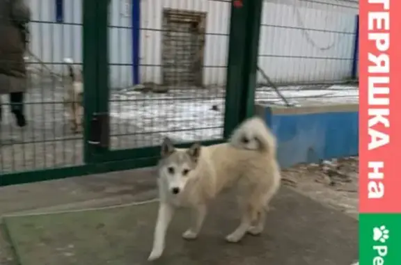Найдена собака на Крымской площади, Самара