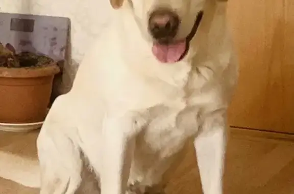 Собаки потеряшки, Петрозаводск, фото: Потеряшка собака Джони в Университетском городке, Петрозаводск