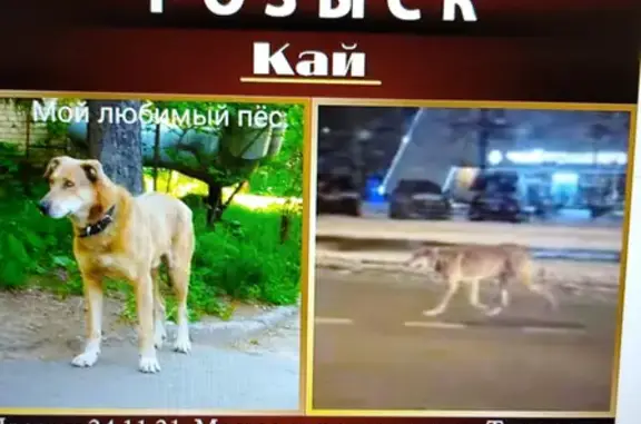 Собаки потеряшки, Москва, фото: Потеряшка пёс Кай у Тушинской площади