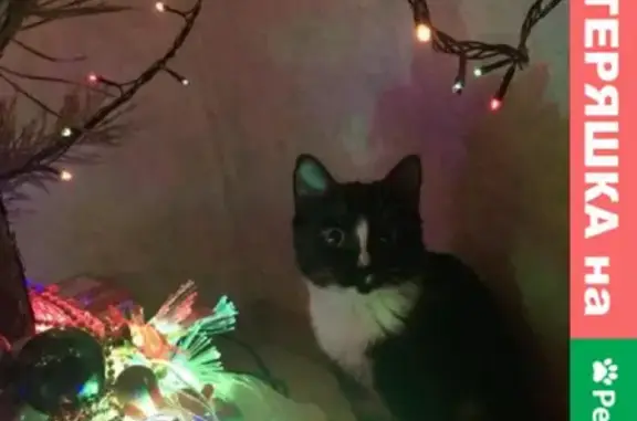 Объявления о пропавших и найденных животных, Саранск, фото: Пропала кошка на ул. Сущинского, 3А, Саранск