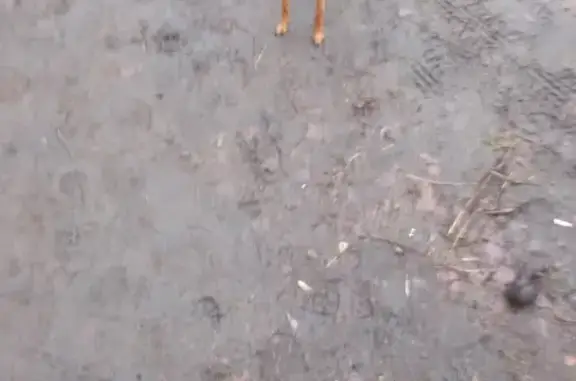 Найдена собака на бульваре Гусева, 31, Тверь