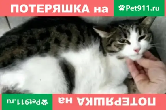 Найден кот с травмой таза на ул. Чечулина д11
