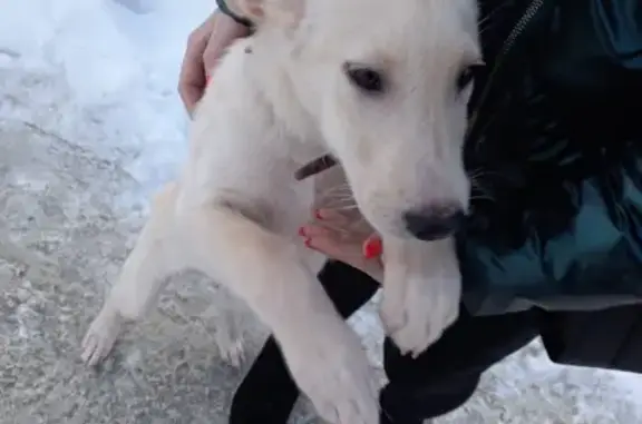 Найден породистый щенок в Центральном районе, ошейник на Красноармейском проспекте