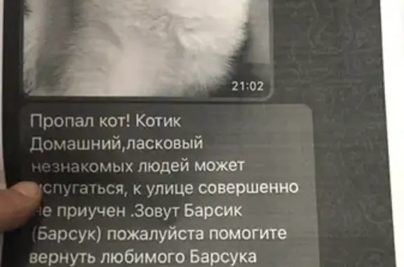 Кошки потеряшки, Казань, фото: Потеряшка кошка на Базарной, Казань, 2