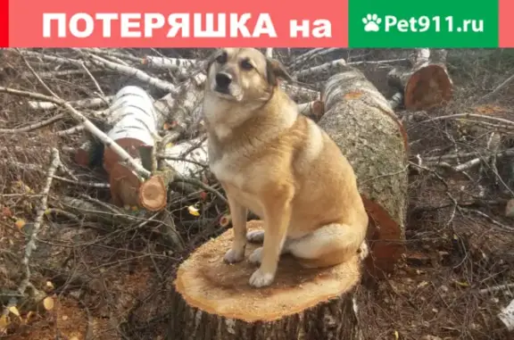 Пропала рыжая собака в Лесном, Озёрновское сельское поселение