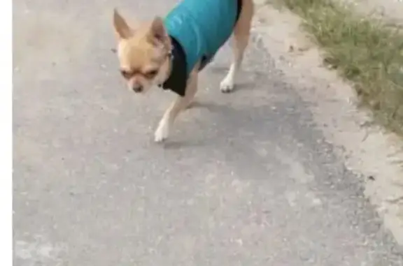 Пропала собака Клайд на улице Порядок в Рязани