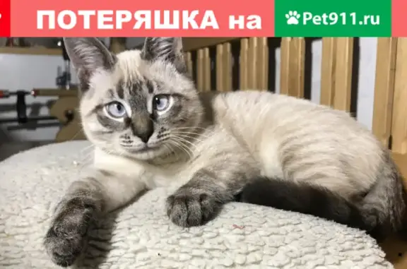 Кошки потеряшки, Ярославль, фото: Потеряшка кот Амиго в р-не Шевелюхи, Ярославль