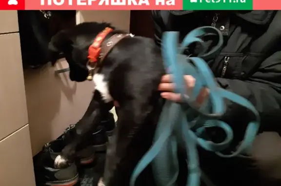 Найден черный щенок на пр. Мира, Кострома